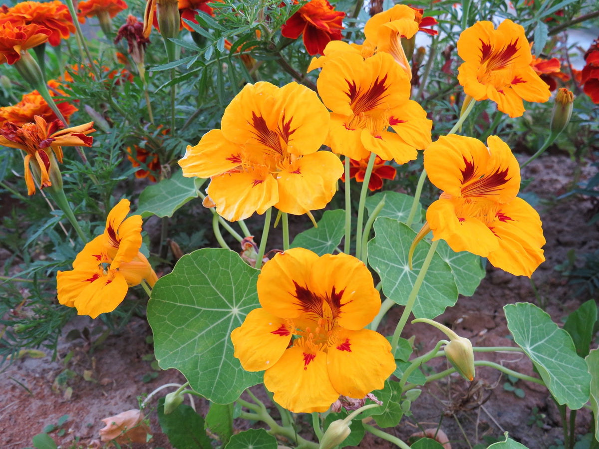 Nasturtium Flower Seeds