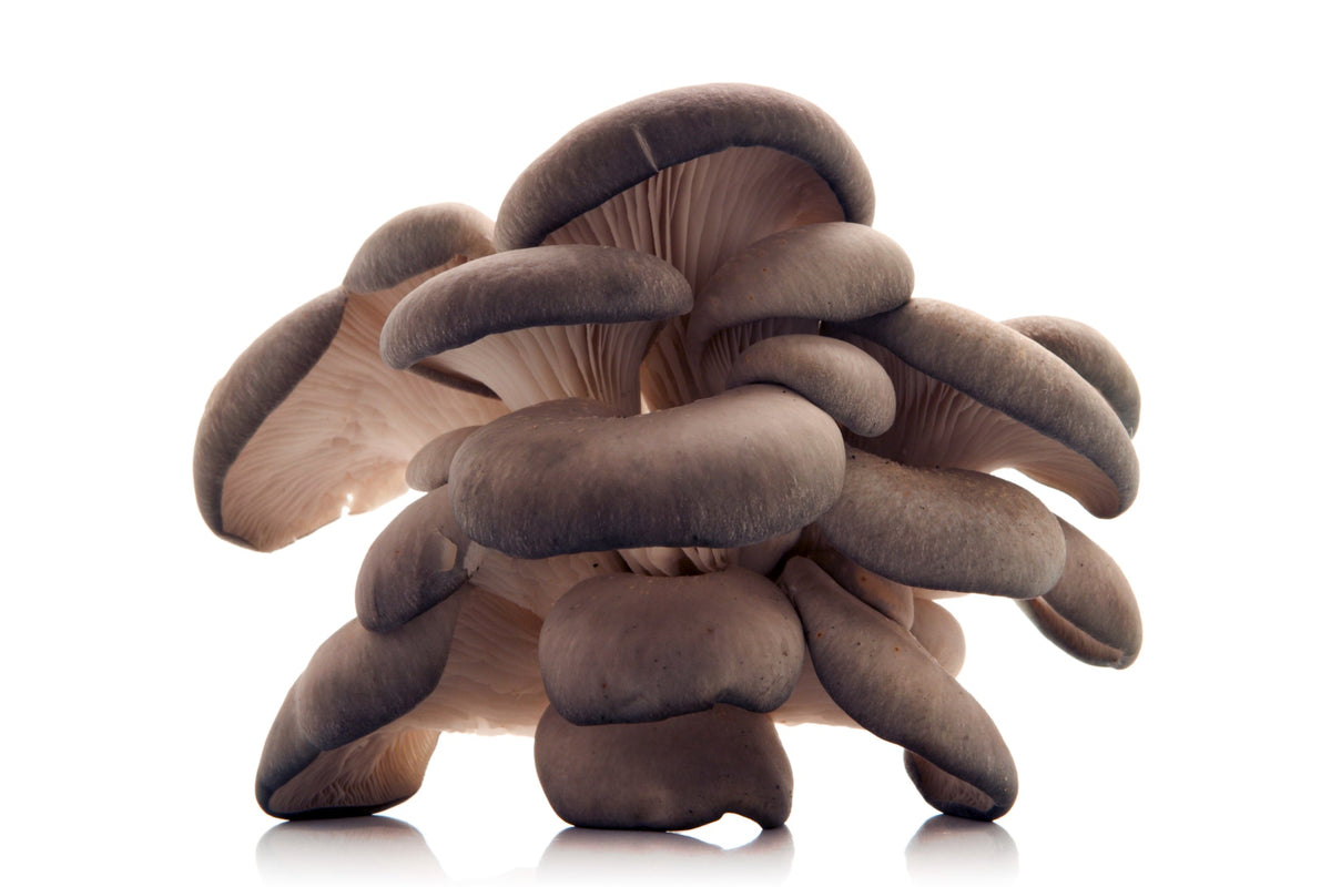 Mushroom Kits