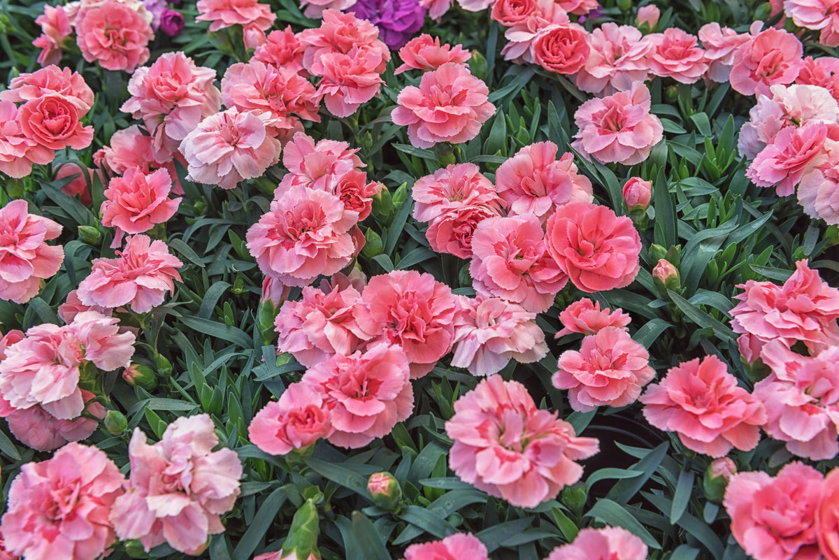 Carnation Seed