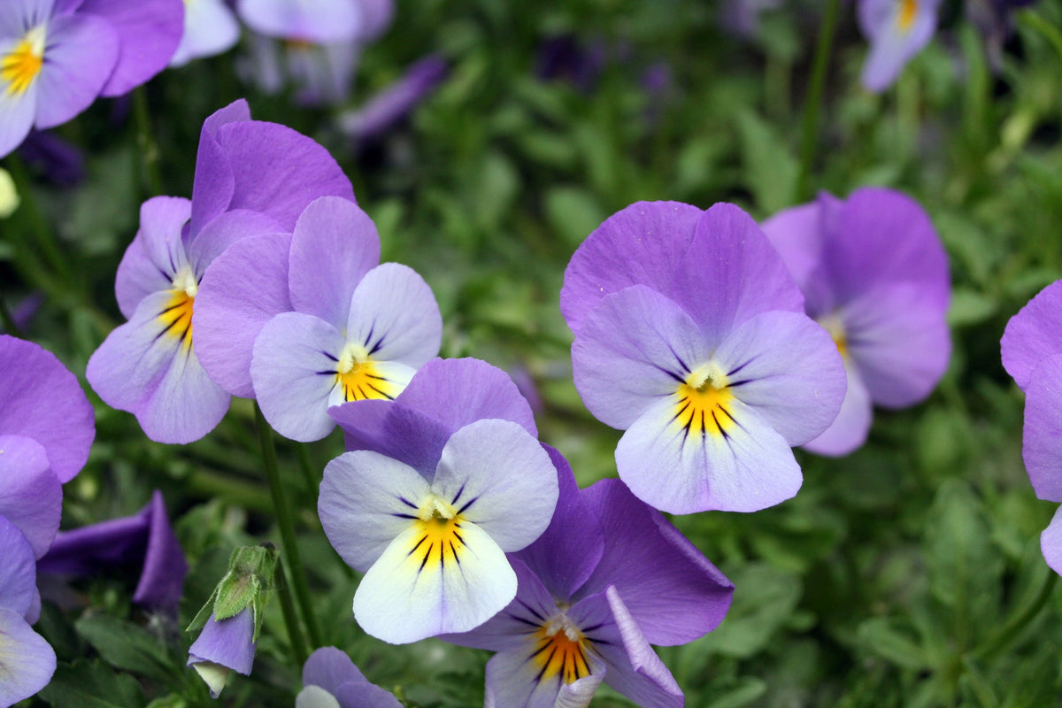 Viola Seed