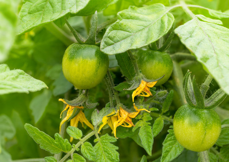 Tomato Seed - Determinate Types