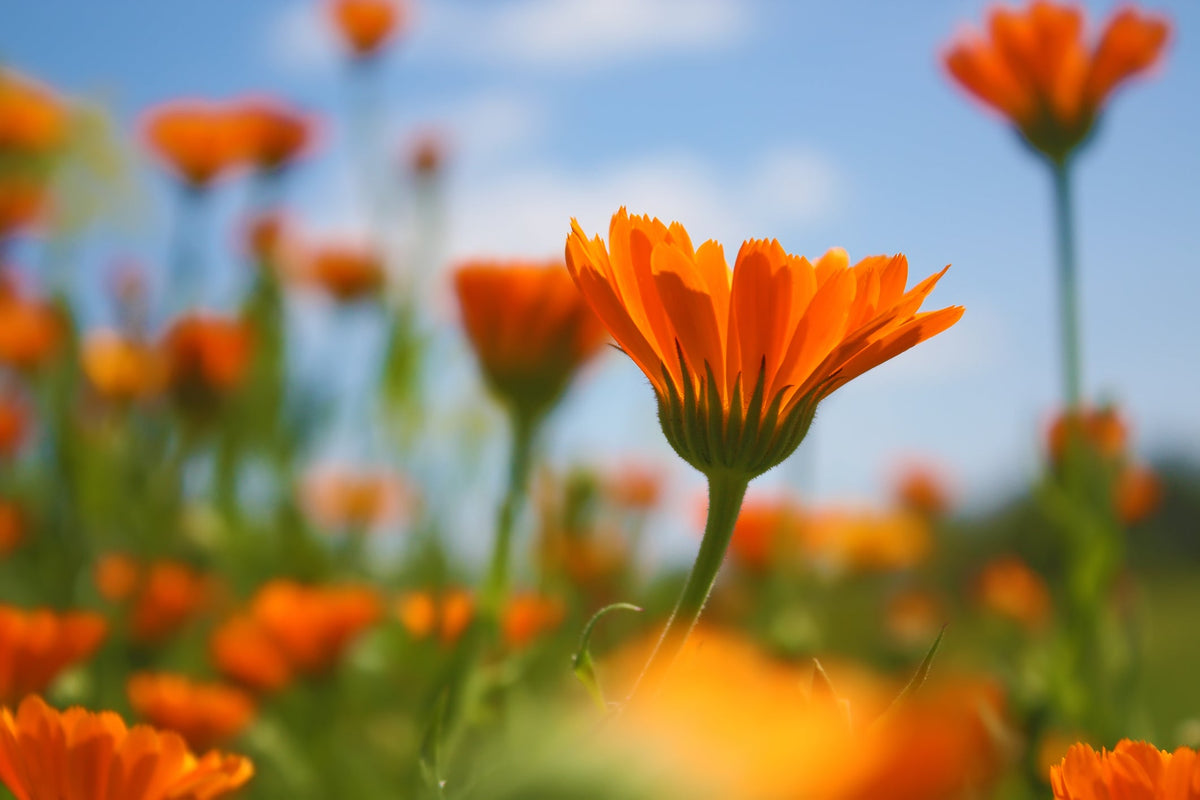 Calendula Seed - Pot Marigold