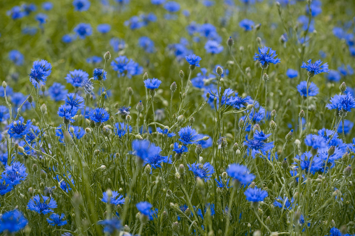 Cornflower Seeds
