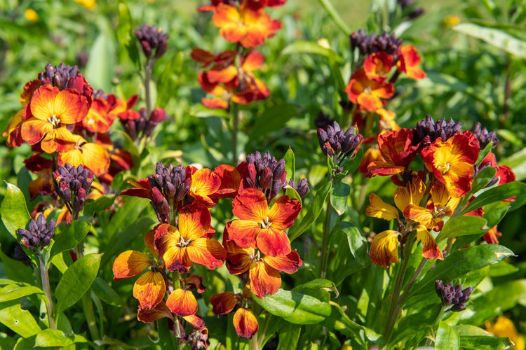 Wallflower Seed