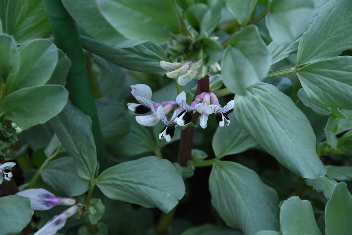 Seeds to Sow in October