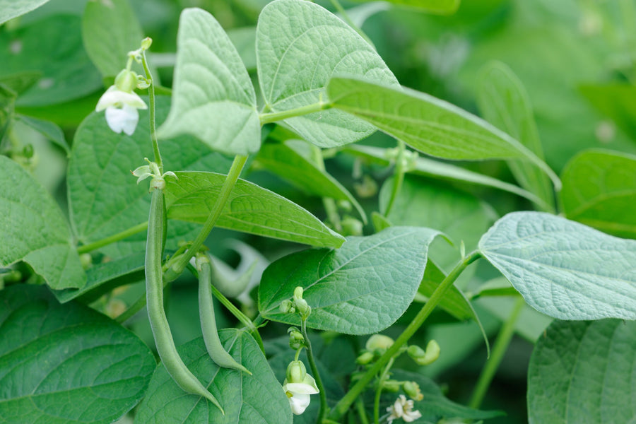 Organic Bean Seed