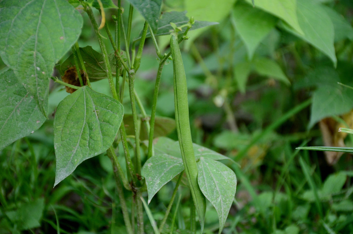 French Bean Seeds