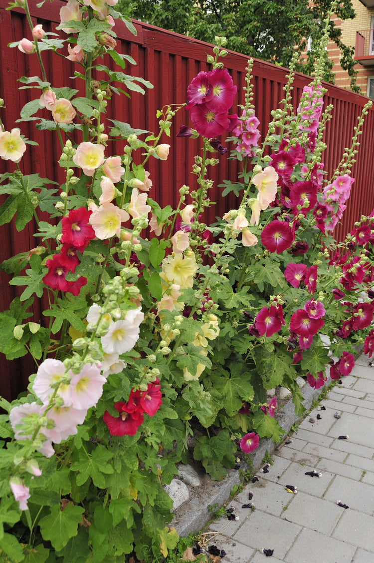 Hollyhock Seeds – Alcea rosea