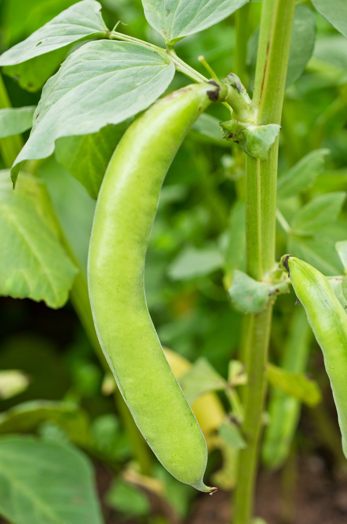 Broad Beans 
