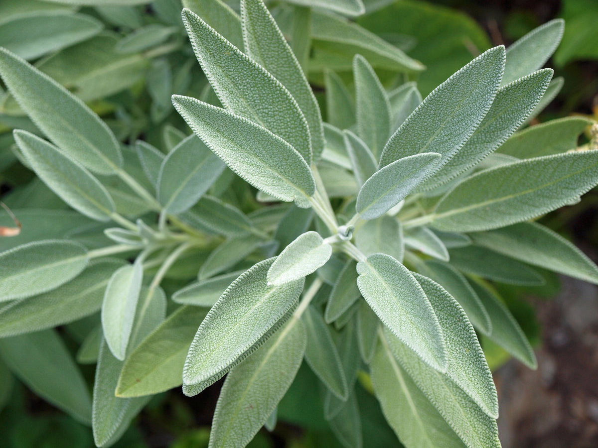 Sage Seed