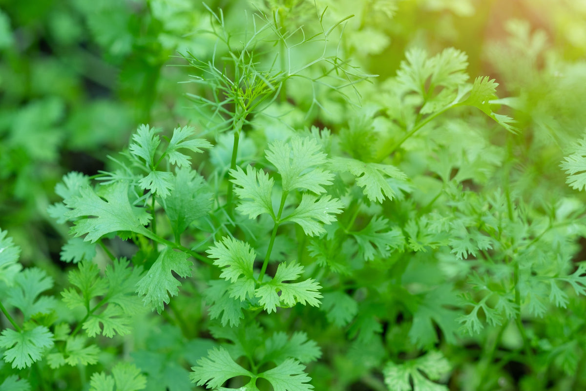 Coriander Seed