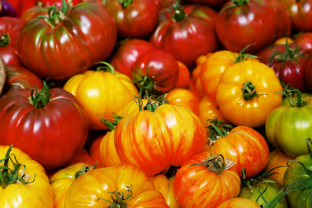 Franchi Seeds