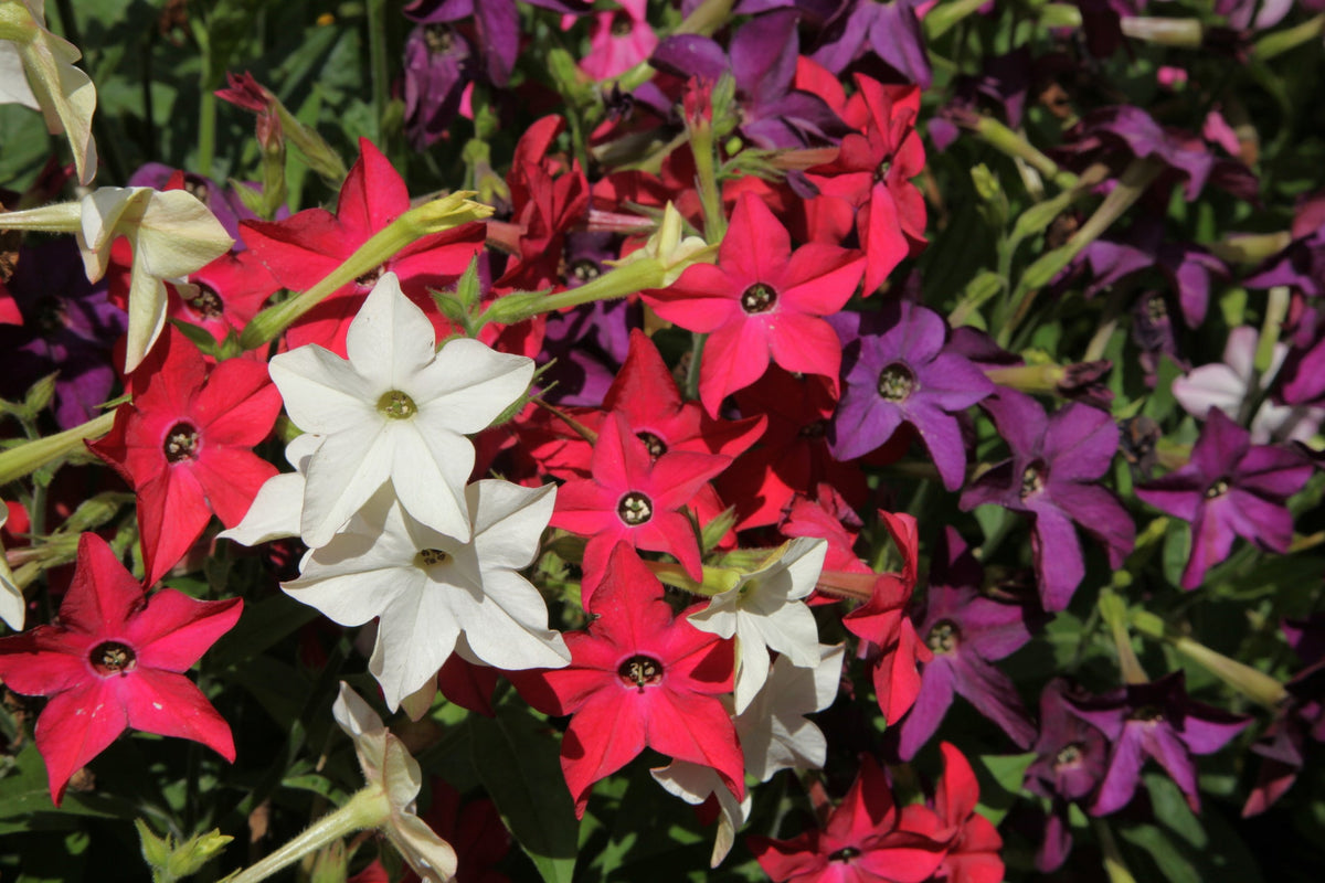 Nicotiana Seeds