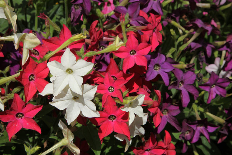 Nicotiana Seeds