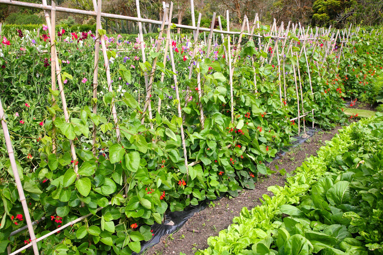 Customer Favourite Vegetable Seeds