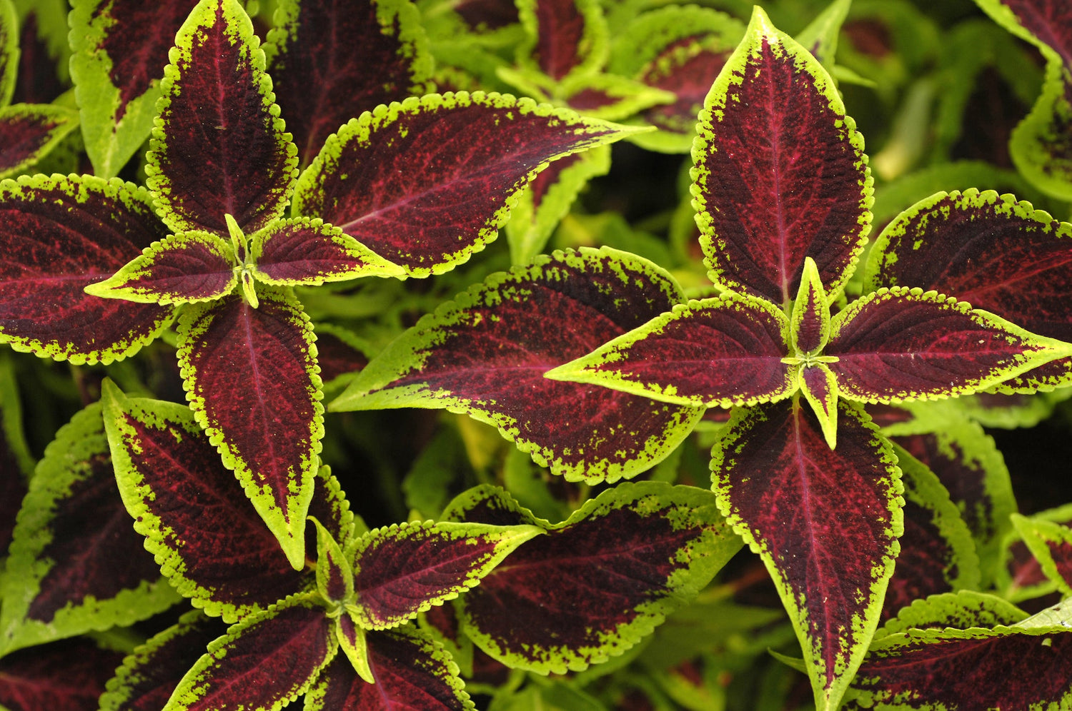 Coleus Seeds