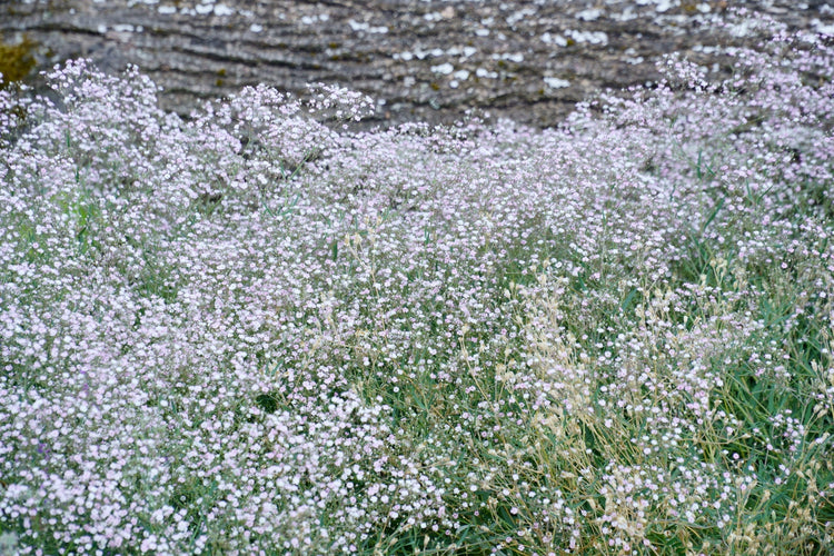 Gypsophila Seeds – Baby's Breath