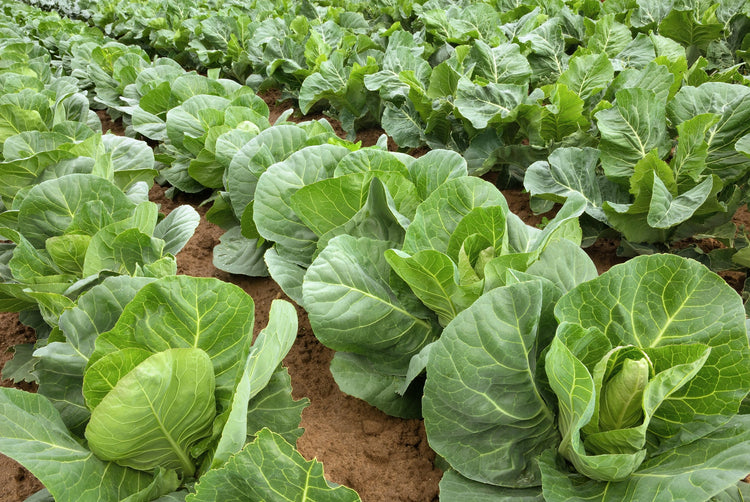 Organic Brassica Seed