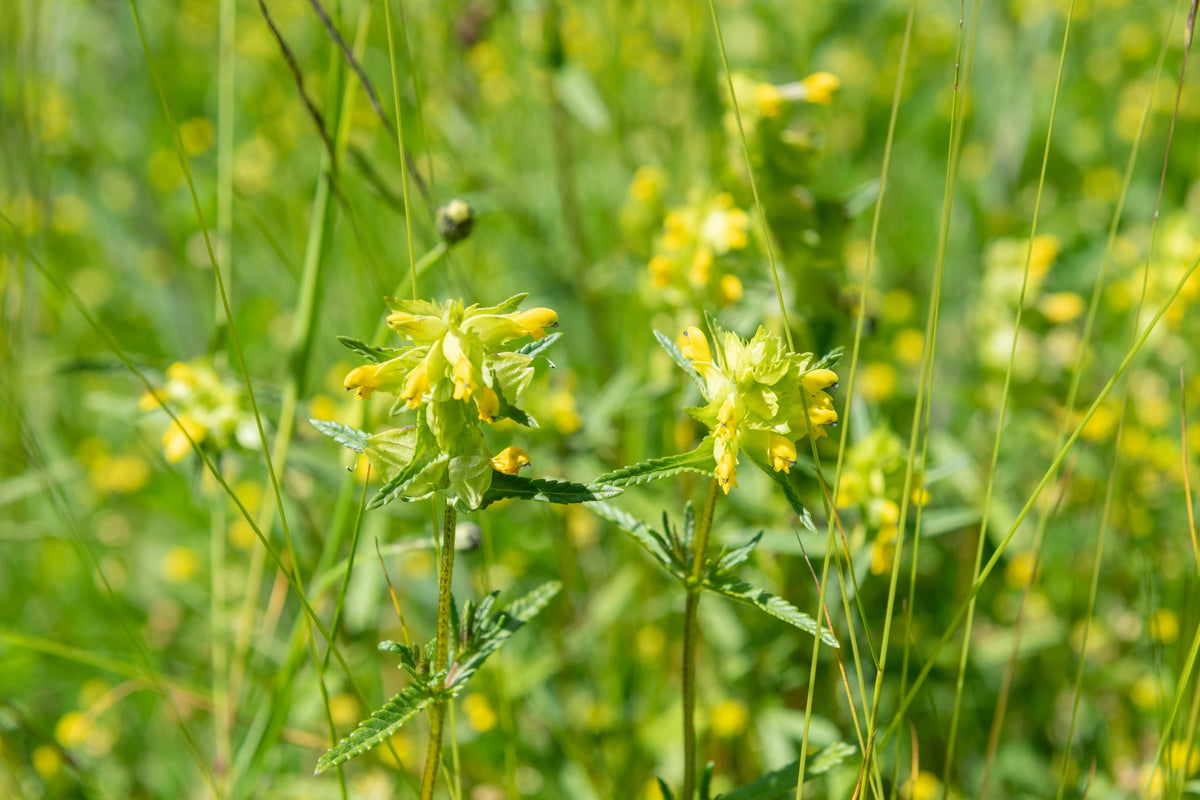 Yellow Rattle Seed