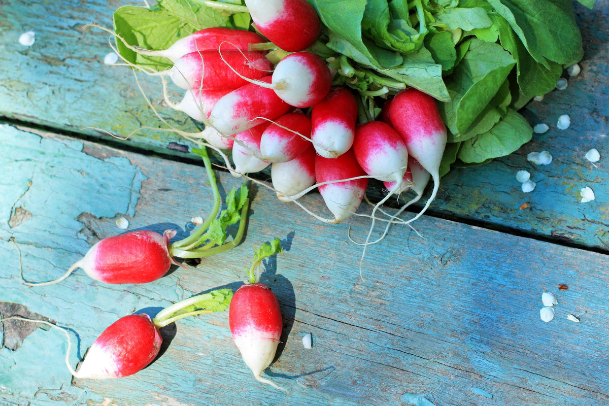 Radish Seed