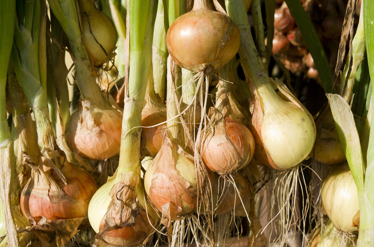 Autumn Onion Sets
