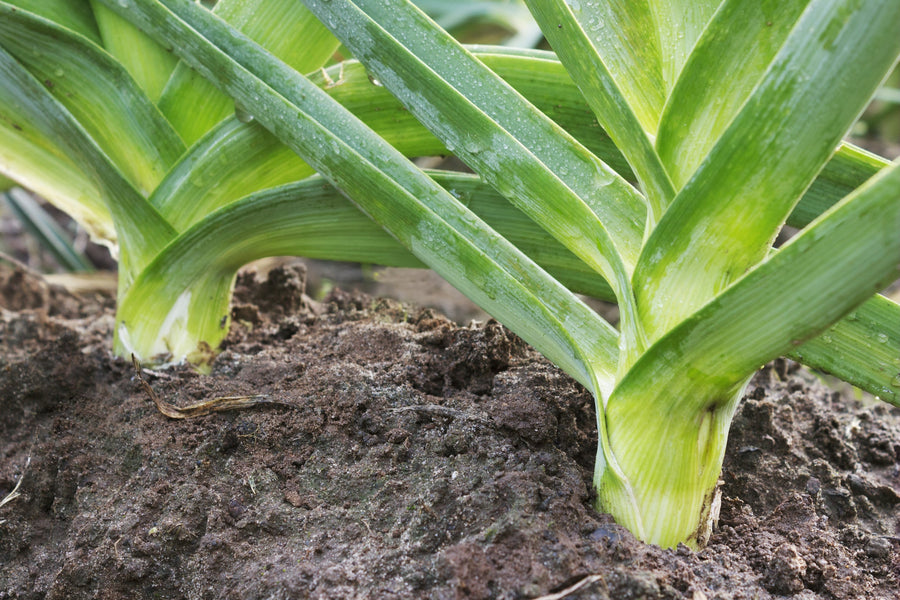 Organic Leek Seed