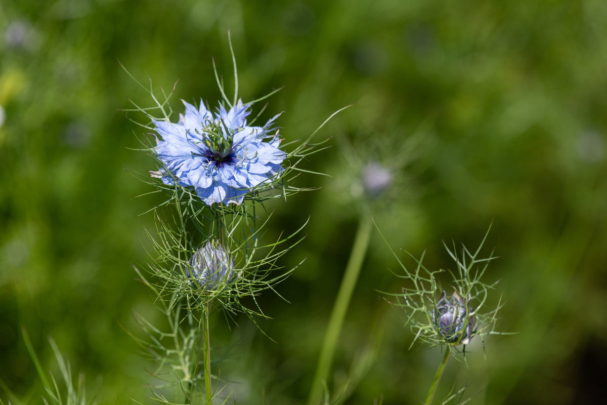 Nigella Seeds