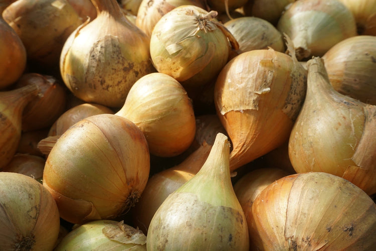 Onion Seeds