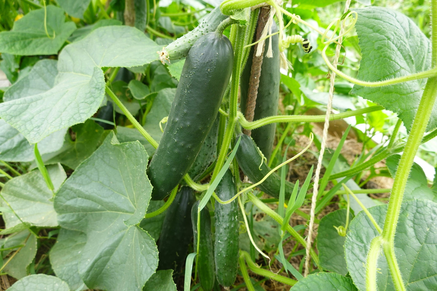 Cucumber Seeds