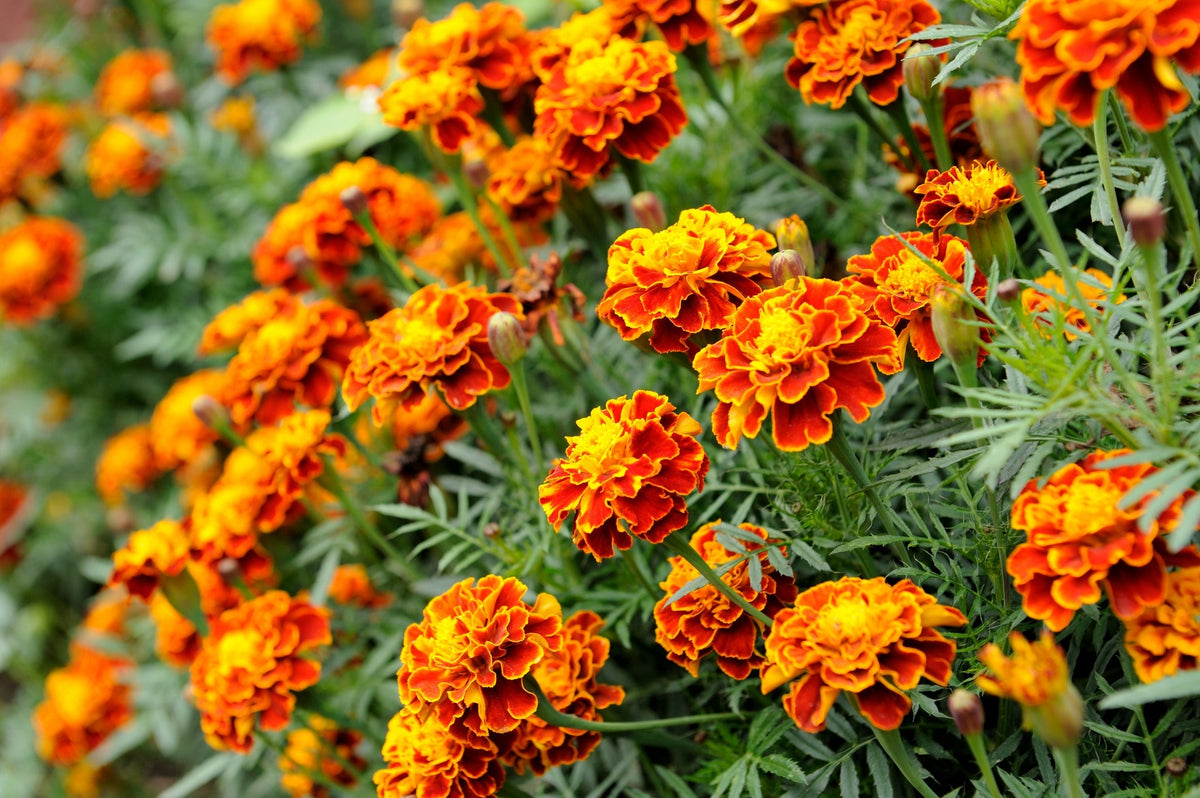 Marigold Seeds