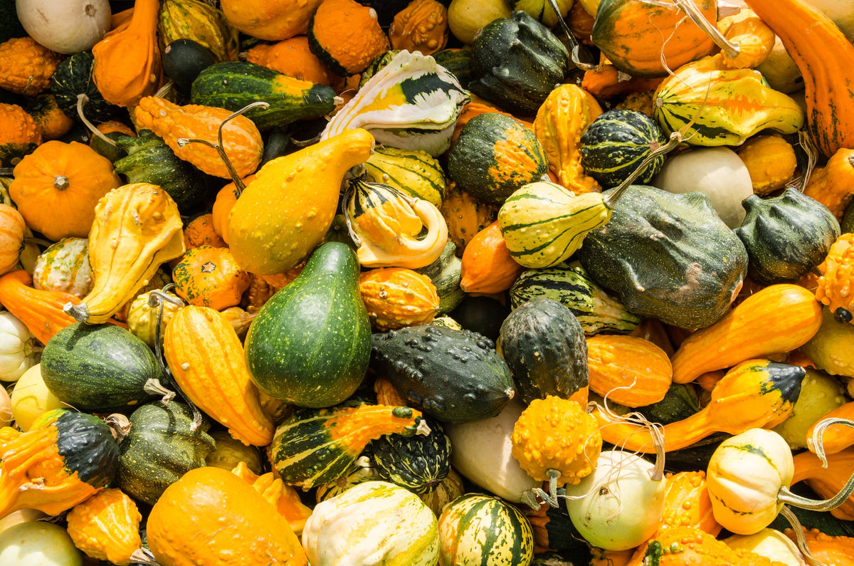 Gourd Seeds Mixes