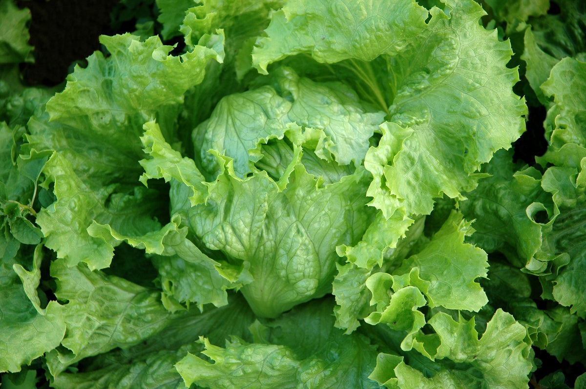 Lettuce Seeds