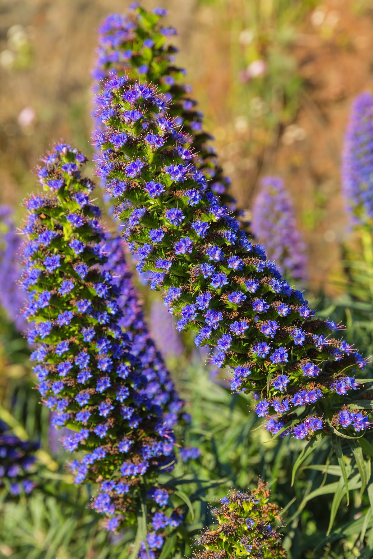 Echium Seed