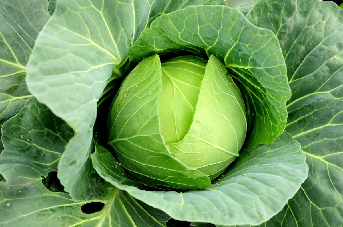 Cabbage Seed