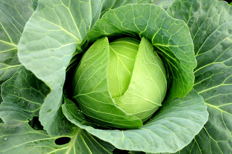 Cabbage Seed