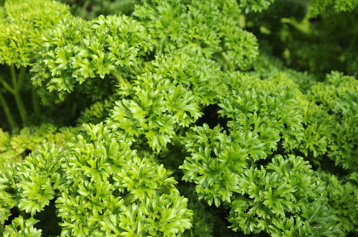 Parsley Leaves from Seed