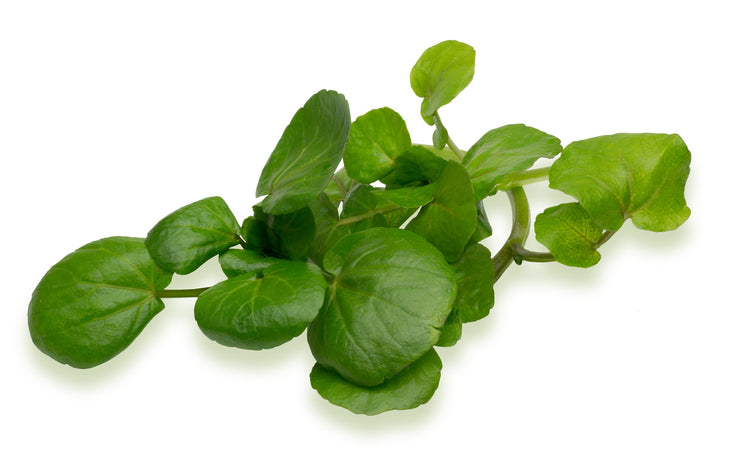 Watercress Seeds – Nasturtium officinale