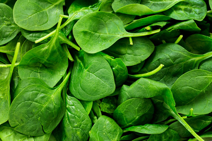 Organic Spinach Seed