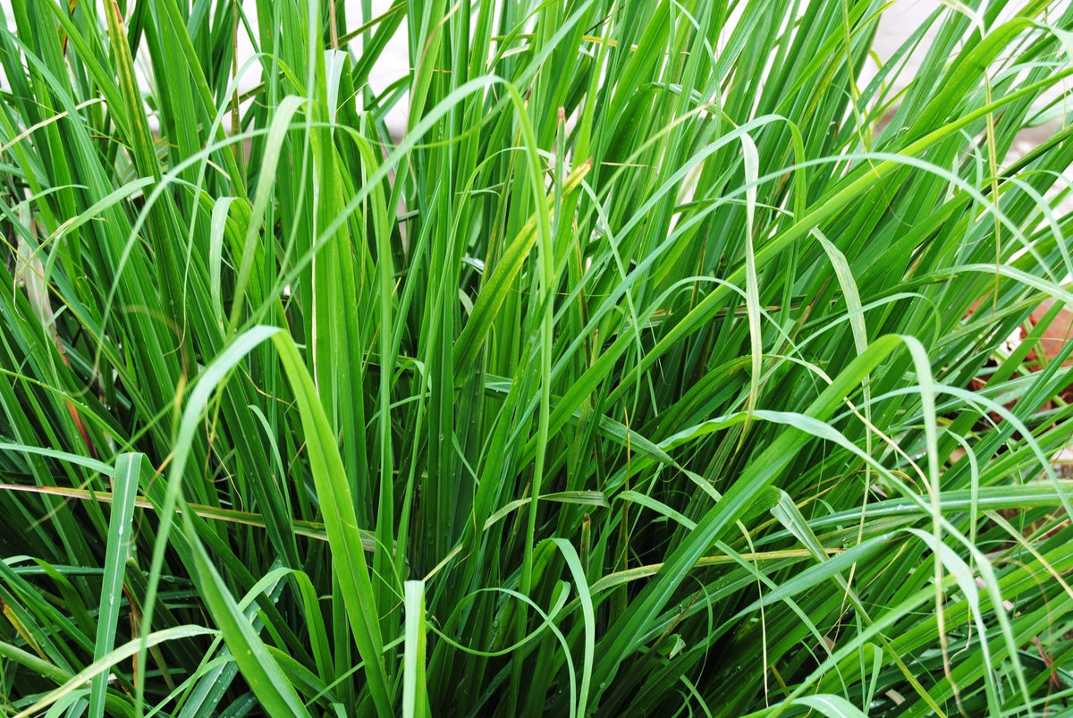 Lemon Grass Seed
