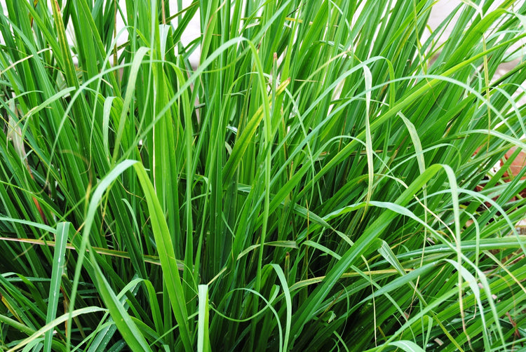 Lemon Grass Seed