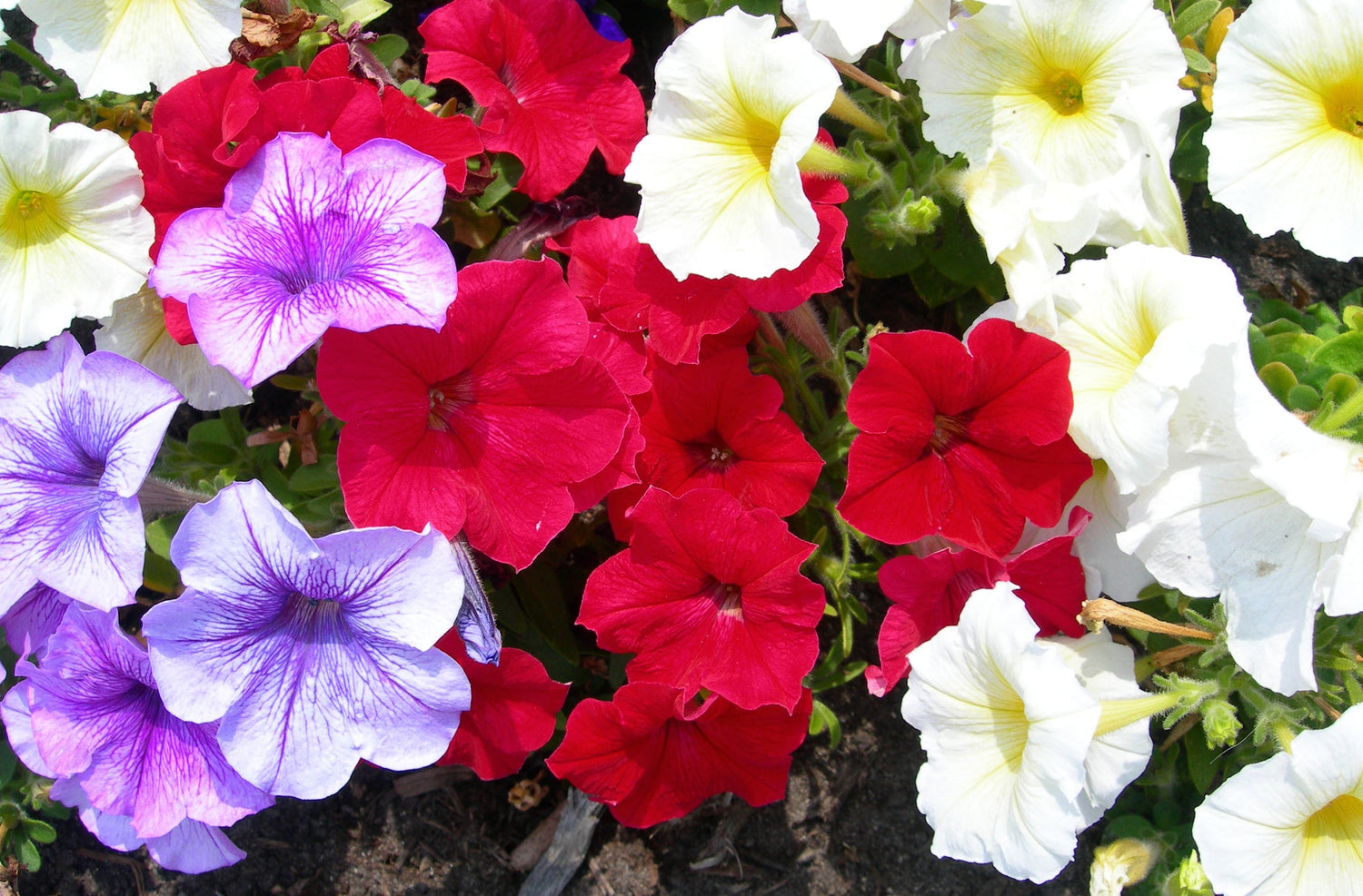 Petunia Seeds