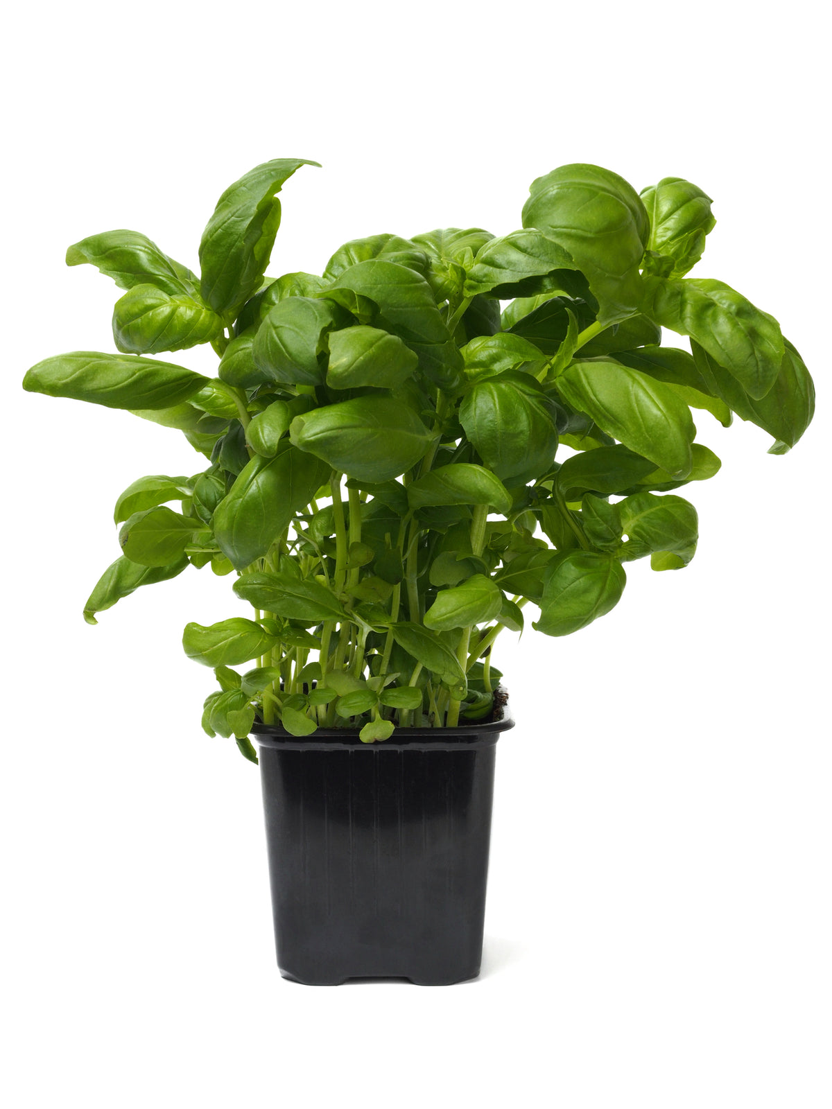 Basil Seed