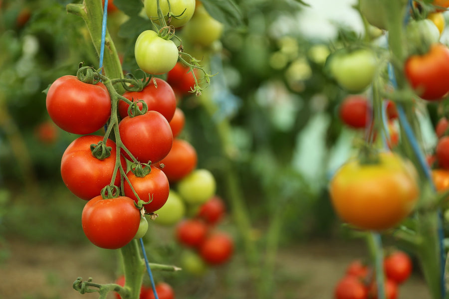 Organic Tomato Seed