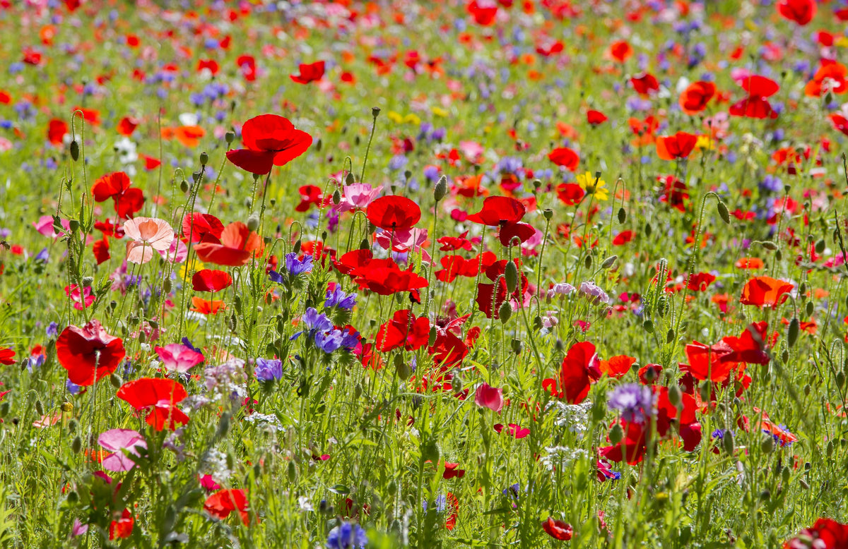 Flower and Meadow Mixes