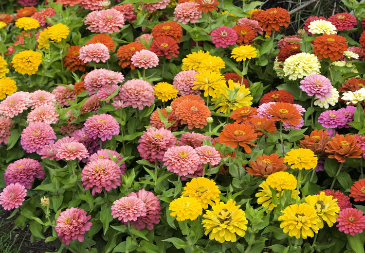 Zinnia Seed