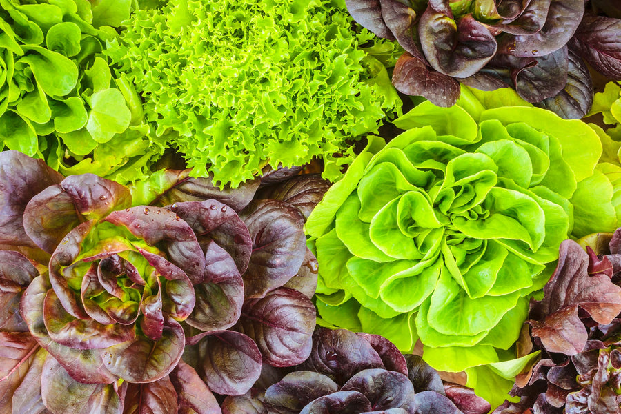 Organic Lettuce Seed
