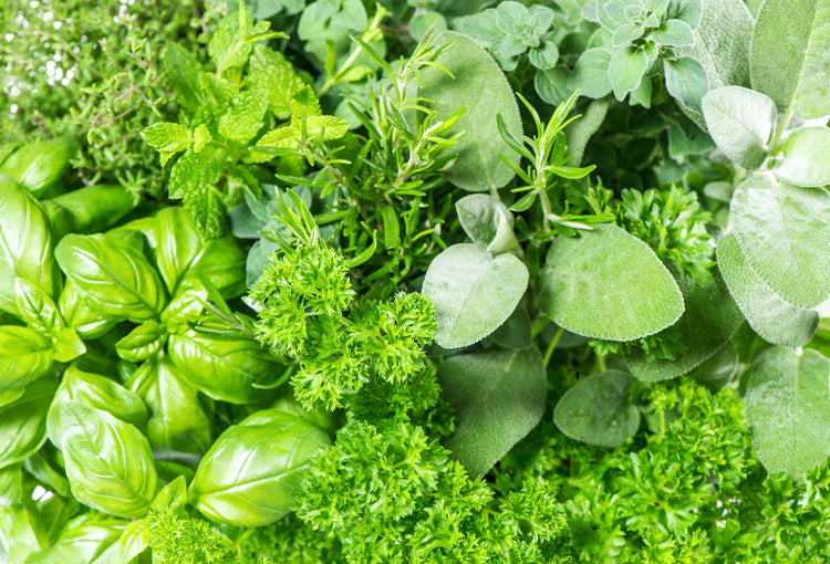 Organic Herb Seed