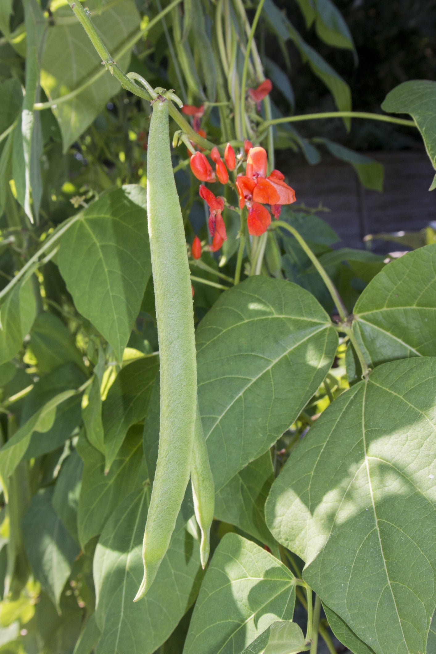 Runner Bean Plant