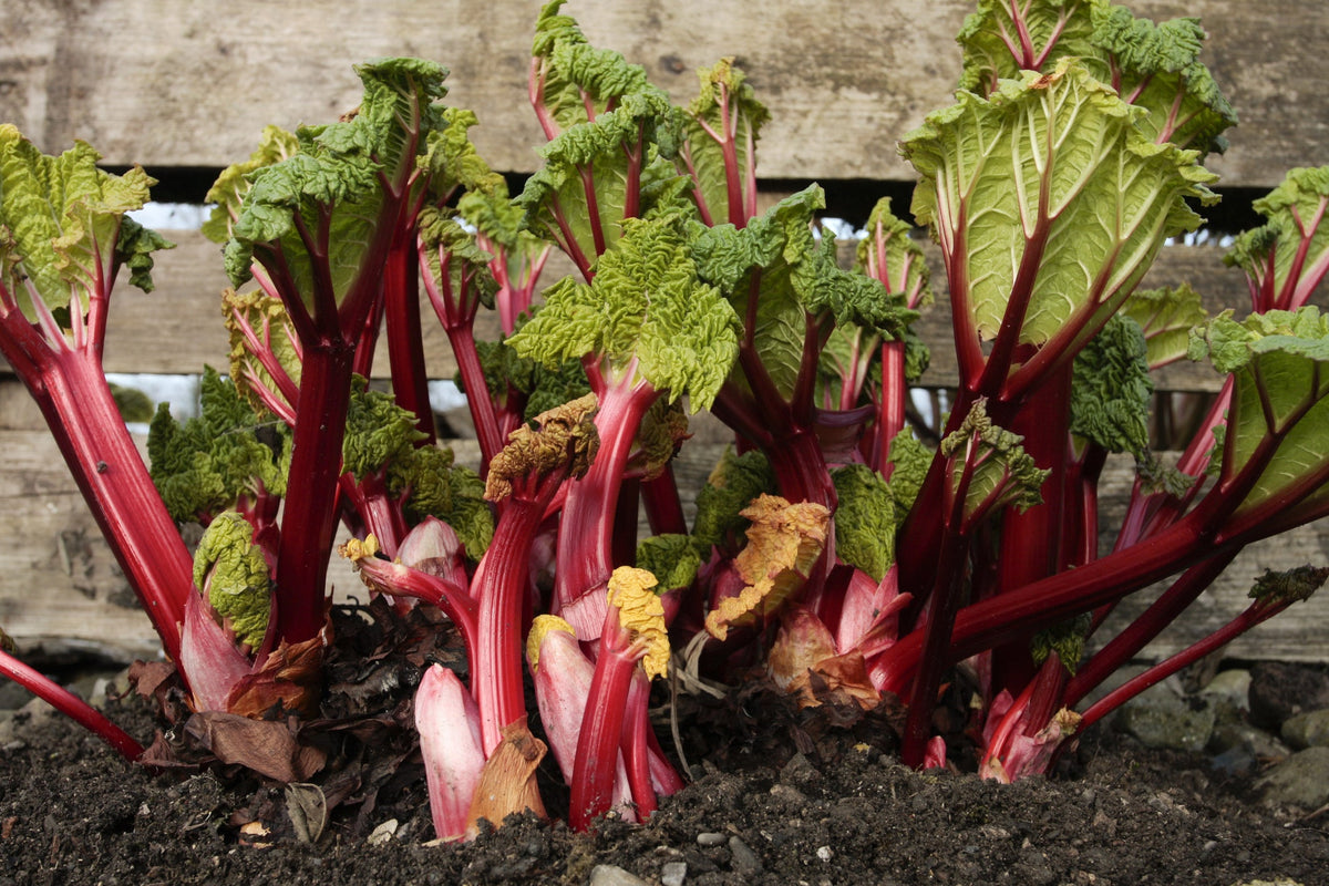 Rhubarb Seed