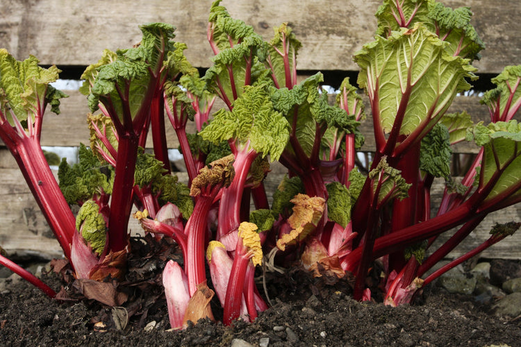 Rhubarb Seed